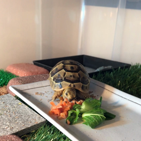 1/30 ギリシャリクガメのおやつ（ニンジン）の画像