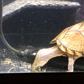 10/6（日）カブトニオイガメの生活（415g）の画像