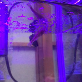 ドンコ君の画像