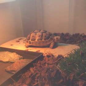 1/12 ギリシャリクガメの起床時間 の画像
