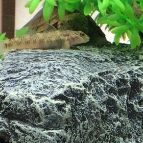 オタマジャクシの画像