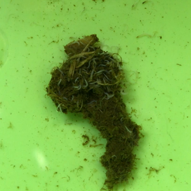 1/26  ギリシャリクガメの寄生虫（糞）※閲覧注意の画像