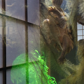 カブカブ（カブトニオイガメ）のブランチの画像