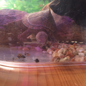 食べてるかぁ〜カブカブの画像