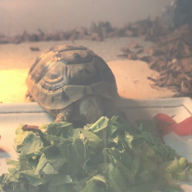 1/17  ギリシャリクガメの食事リズムの画像