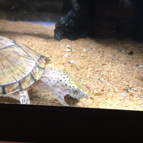 ヒメタニシ&カワニナ投入の画像