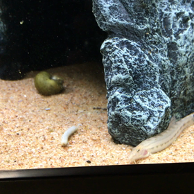 カブカブのお友達の画像