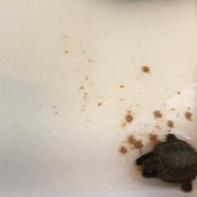 食事 ニホンイシガメ君の画像