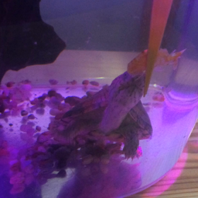 夜のくつろぎの画像