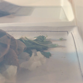 2/10 ギリシャリクガメの野菜嗜好②の画像