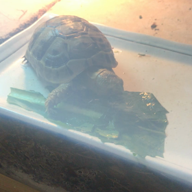 1/18  ギリシャリクガメの駆虫薬（1日目）の飲ませ方の画像