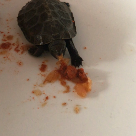 ニホンイシガメ君と食事 6月2日の画像