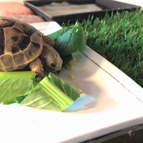 1/27  ギリシャリクガメの食事（回復）の画像