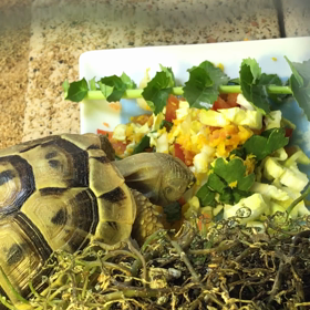3/17 ギリシャリクガメの偏食の画像