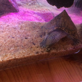 インフルエンザ⭐️の画像