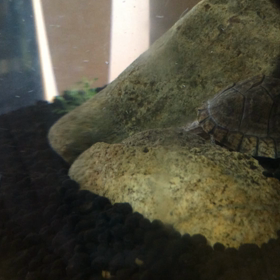 ハヤハヤさん〈川魚〉の画像