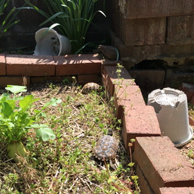 4／15 ギリシャリクガメ＆イシガメのお散歩の画像