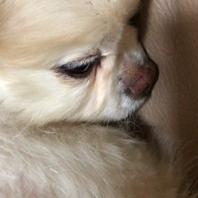初動画の画像