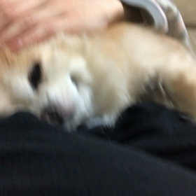 今日のクーガの画像