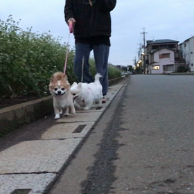 爺散歩の画像