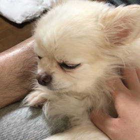 うとうと…の画像