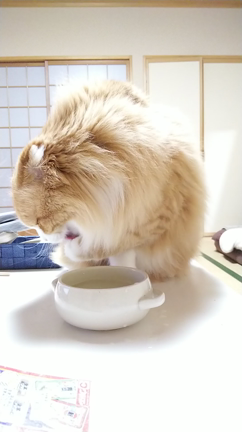 癒され中ですの記事動画