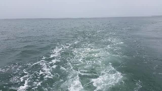 イルカウォッチング。の記事動画