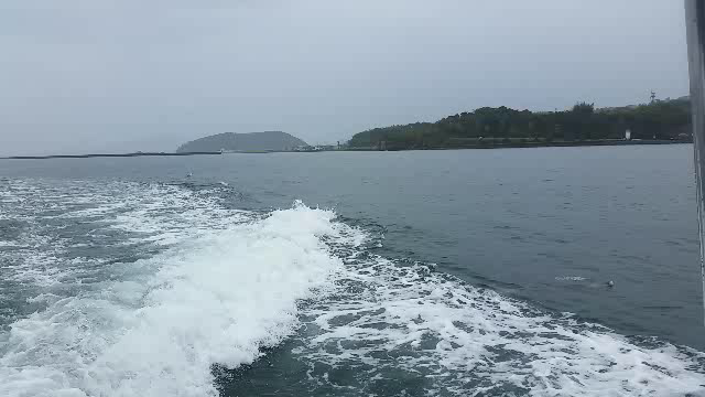 波乗りイルカ。の記事動画