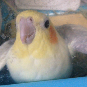 ★あいさつ★の画像