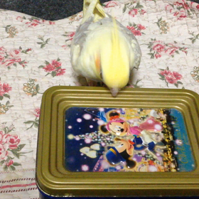 太鼓♪の画像