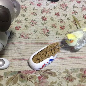 初の画像