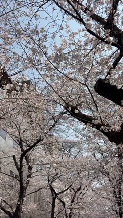 桜満開ですの記事動画