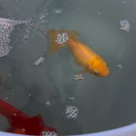 金魚、酸素不足になるの画像