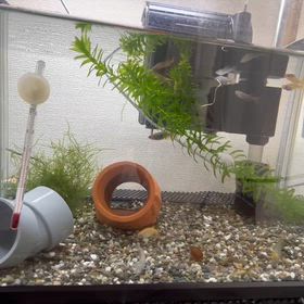 メダカと金魚とドジョウの画像