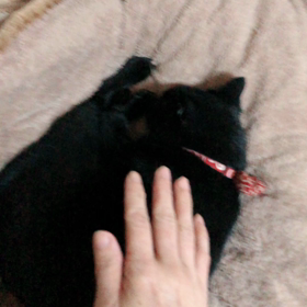 眠れないの画像