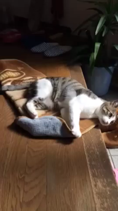 いかん、いかん。の記事動画