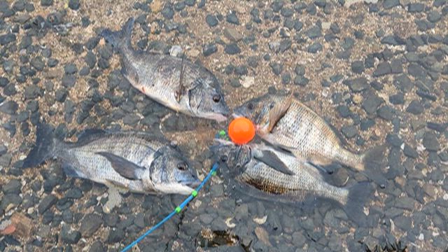 2026年初日はチヌ釣りからの記事動画