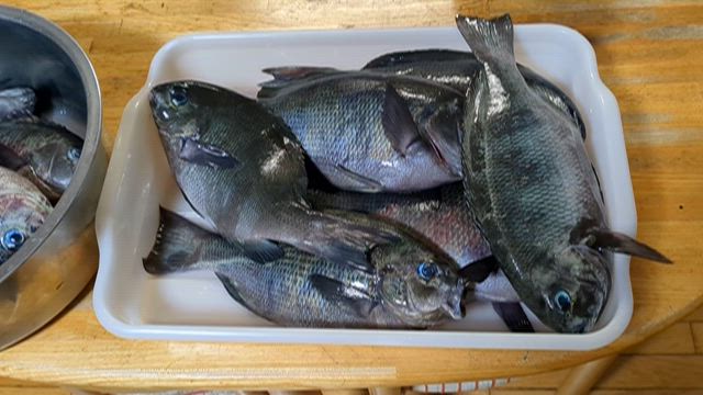 グレを食す！の記事動画
