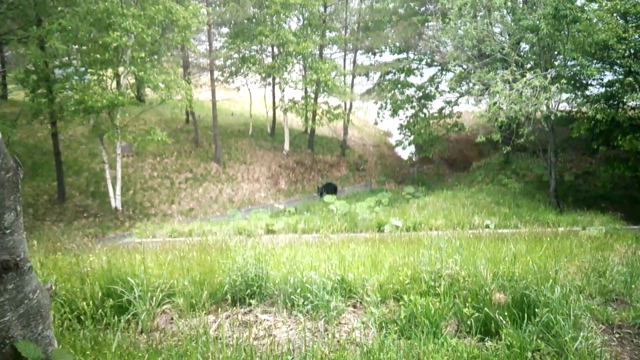 クマに注意の記事動画