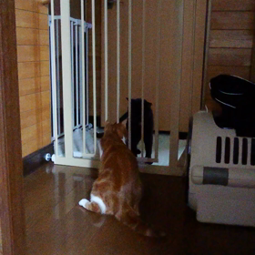おナナＶＳタビの画像