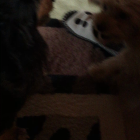 僕はまけましぇ〜ん‼️の画像