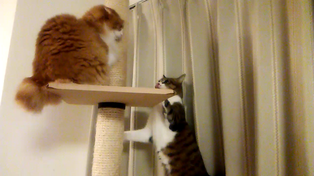 猫、たたかうの記事動画