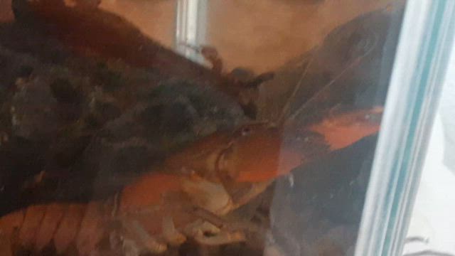 貴重なニホンザリガニの記事動画
