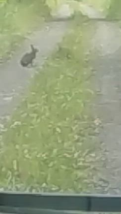 エゾうさぎの記事動画