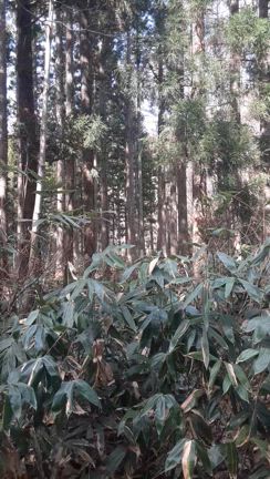 近くにヒグマの気配の記事動画