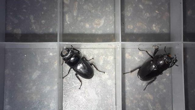 オオクワガタゲットの記事動画