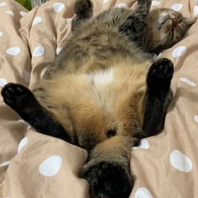 夜のちょい寝の画像
