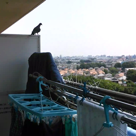 鳩夫婦の画像