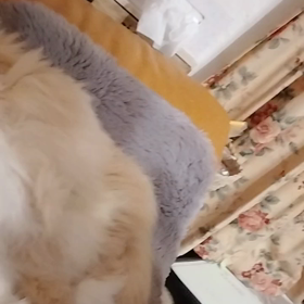 猫吸いの画像