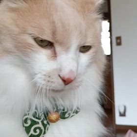 癒し猫の画像